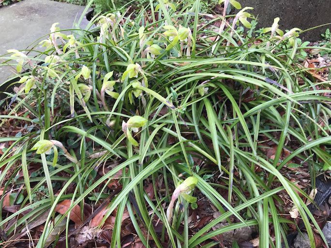 雨の日もモーリモリ！お花も雑草も