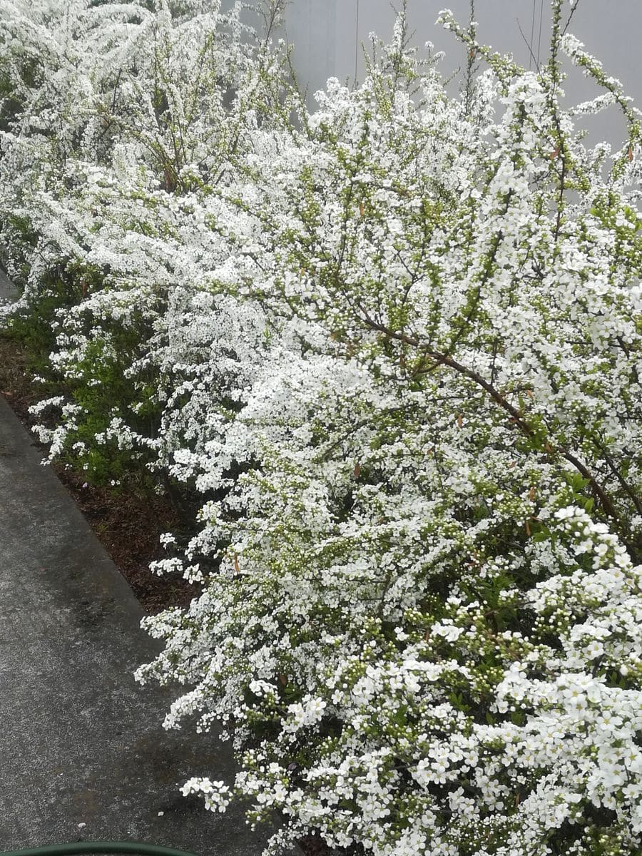 桜満開💕雪柳✨エリス