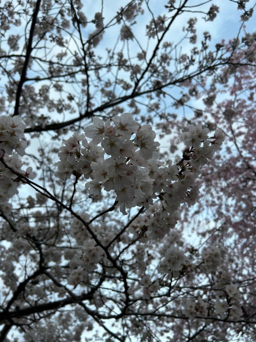 一瞬のお花見🌸