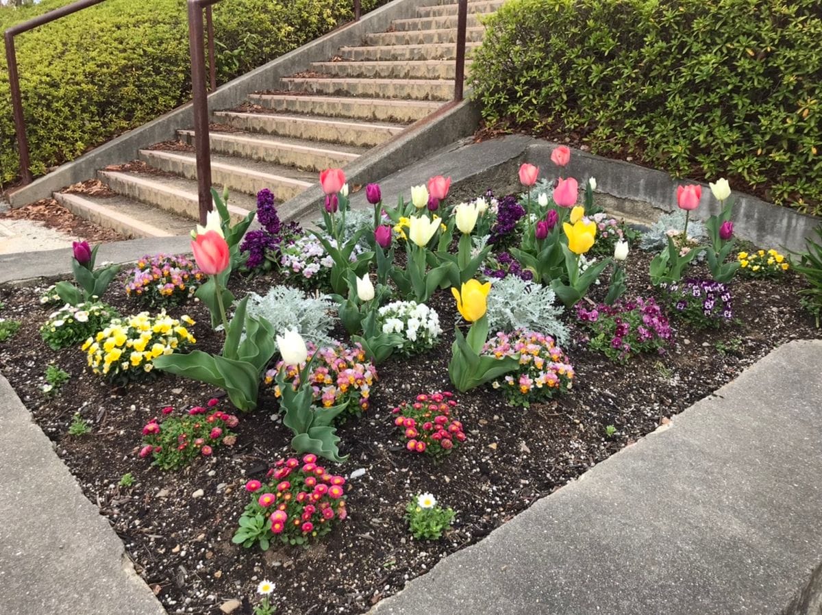 近隣公園の花壇