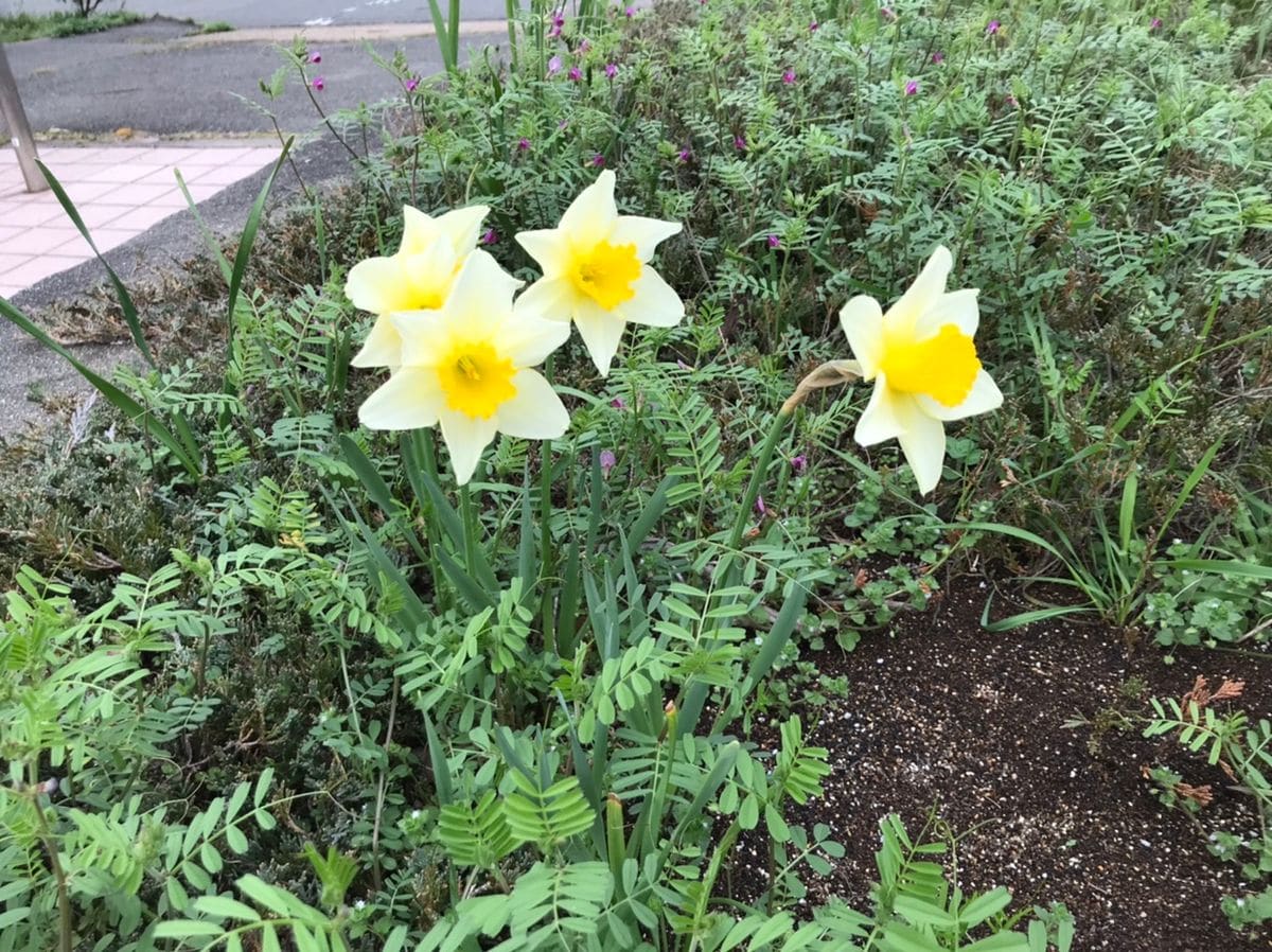 近隣公園の花壇