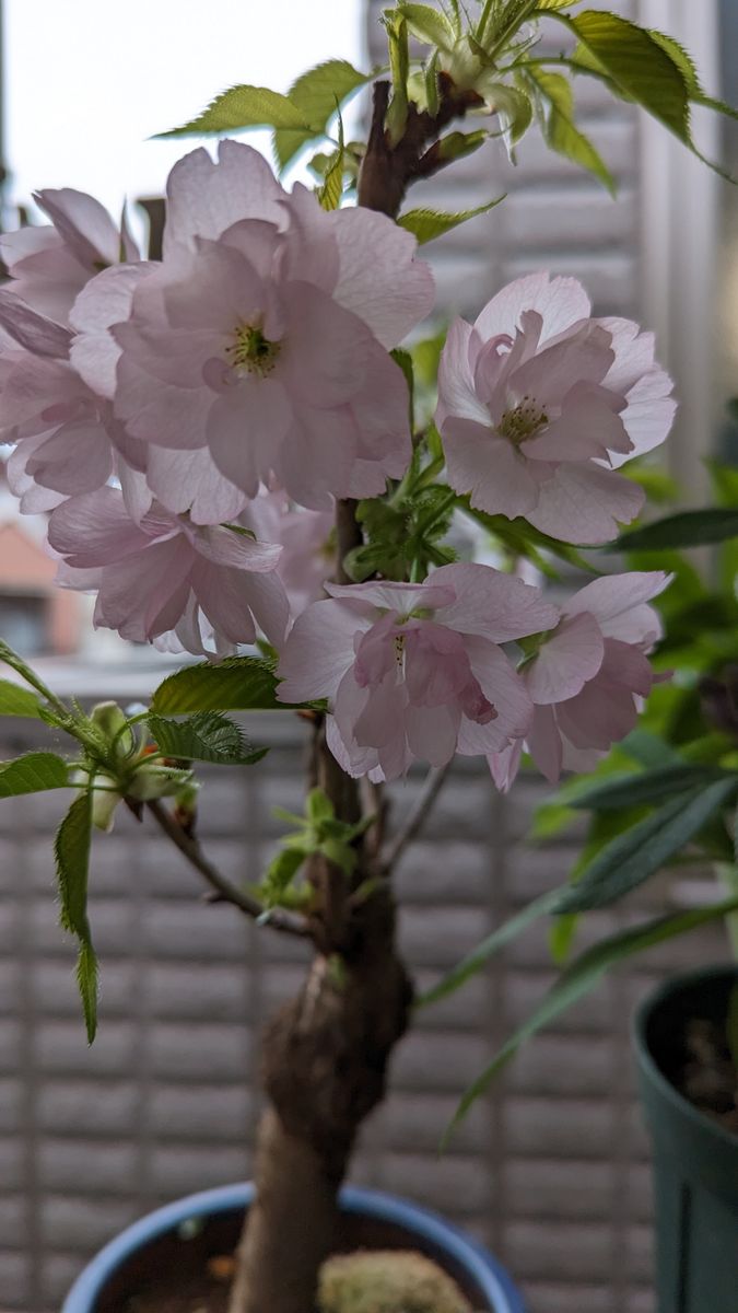 桜の盆栽の旭山が開花しました。🌸🌸🌸