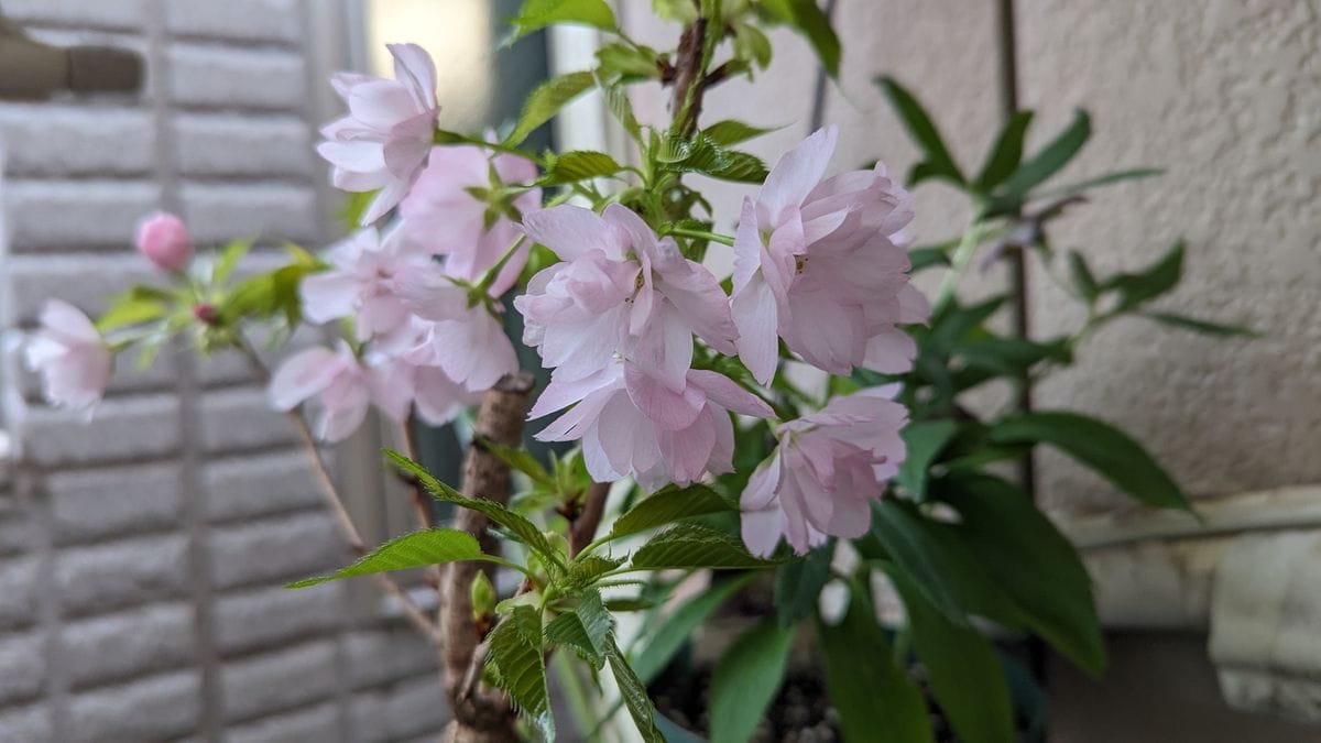 桜の盆栽の旭山が開花しました。🌸🌸🌸