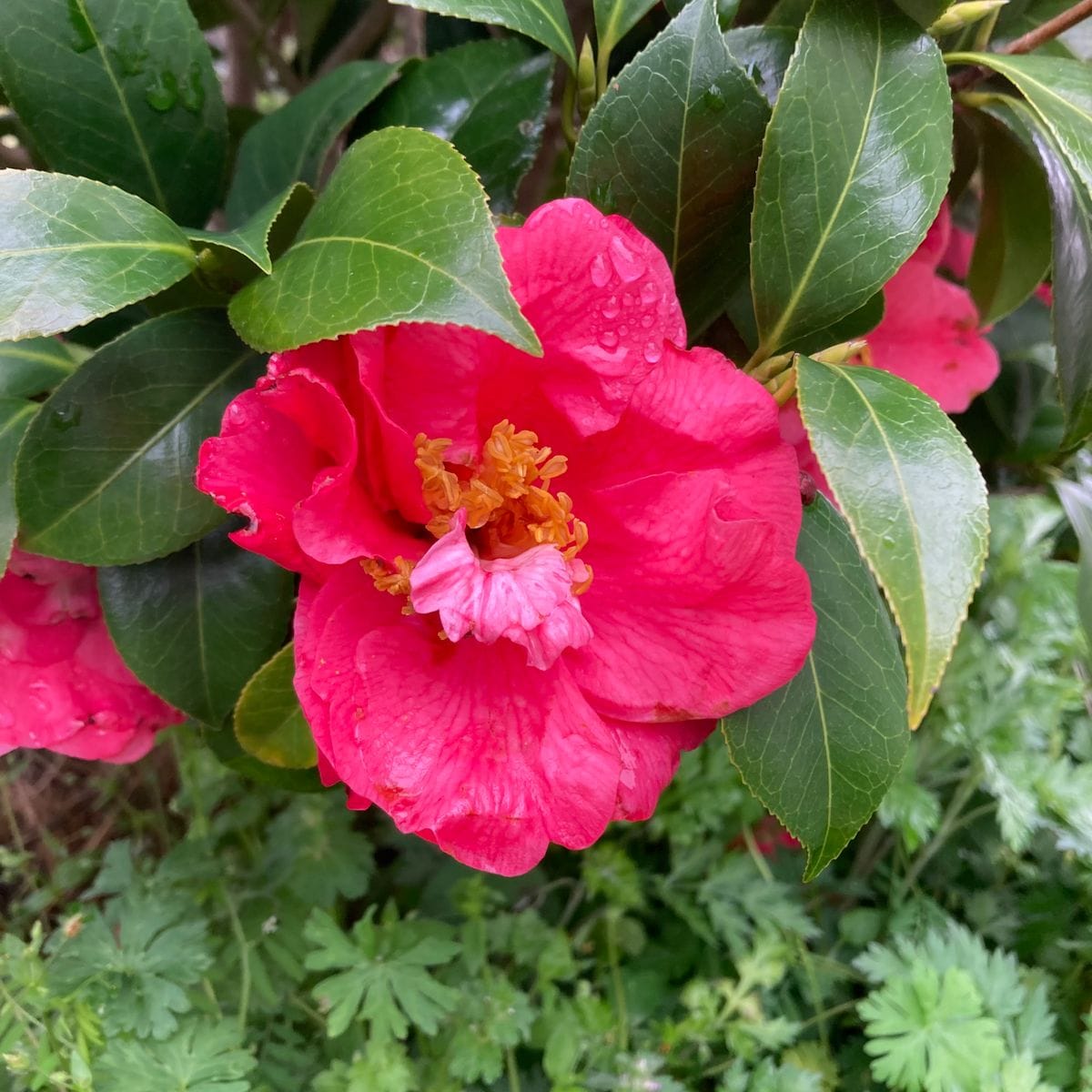 開花の進む小ぶりな椿、デルフィニウムの花茎が立ち上がり始める