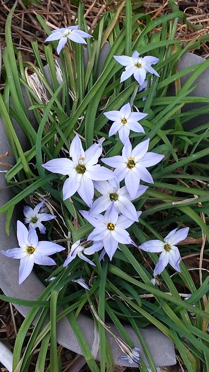 ＴＯＴＯの日記４１５　今日の花達