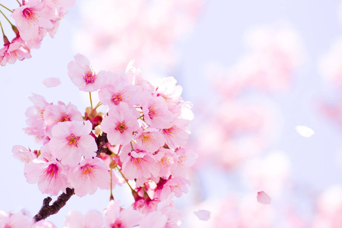 別れと出会いの季節には桜の花がよく似合う