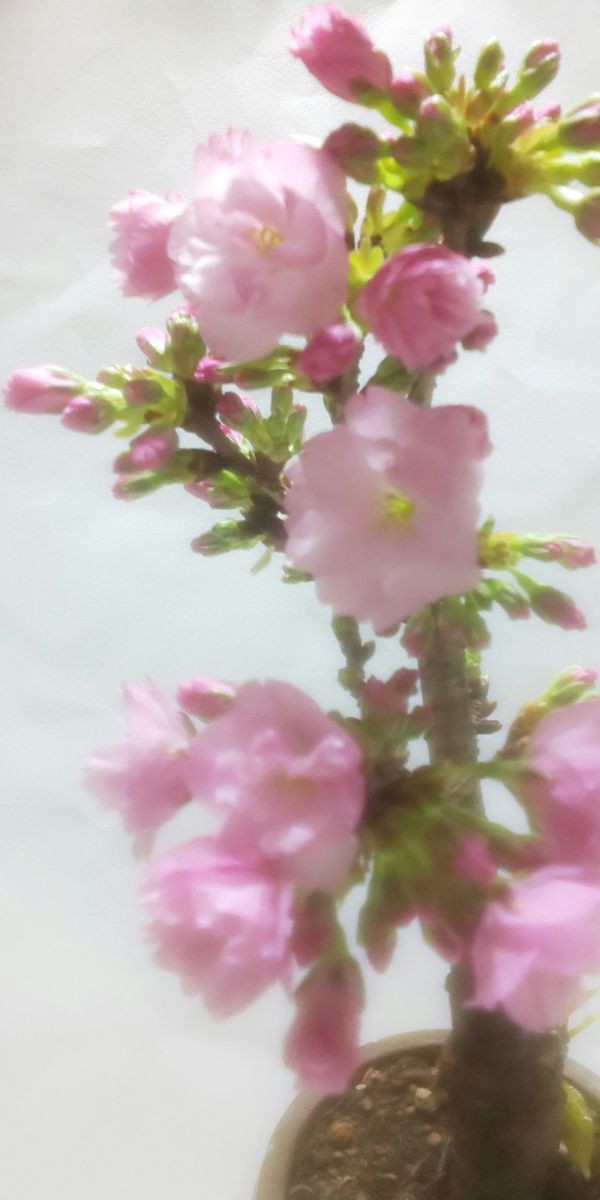 🌸一才 桜 旭山 RETURN'S開花しました。(⌒‐⌒)🌸