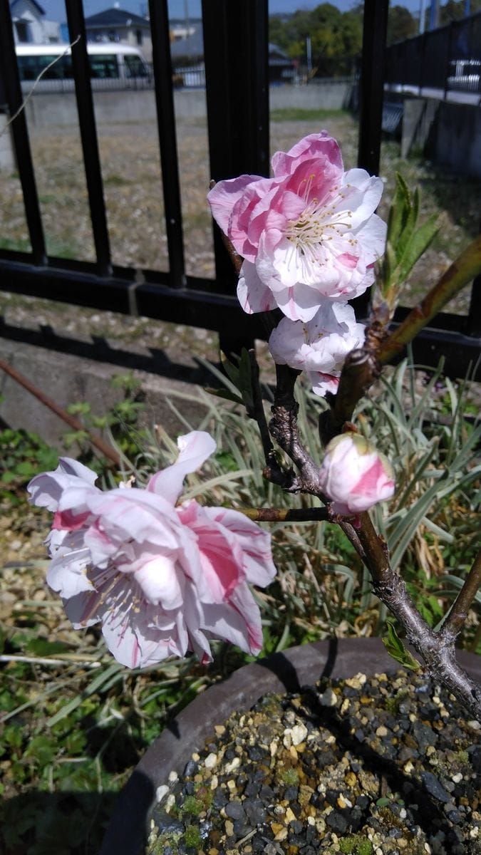 挿し木三年目花桃の瞬間芸