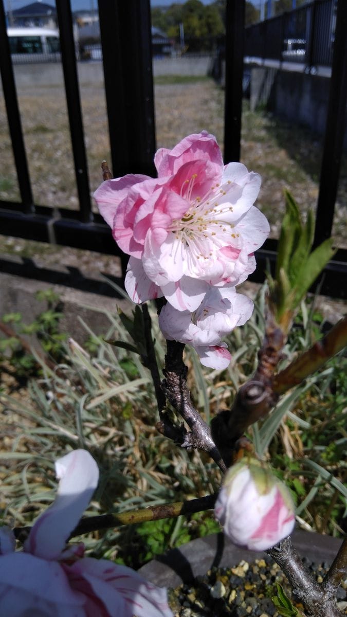 挿し木三年目花桃の瞬間芸