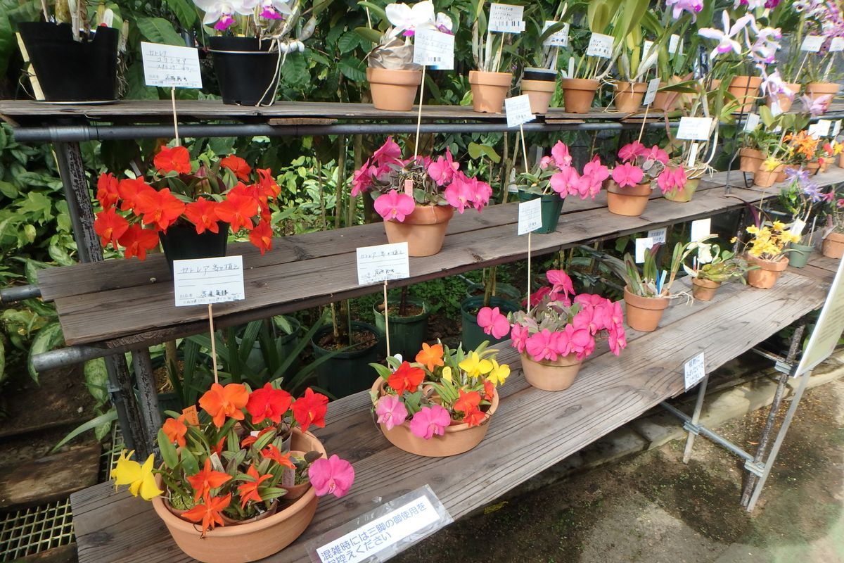 ボツ救済日記・広島市植物公園お花見日記２８（洋ラン展編１）