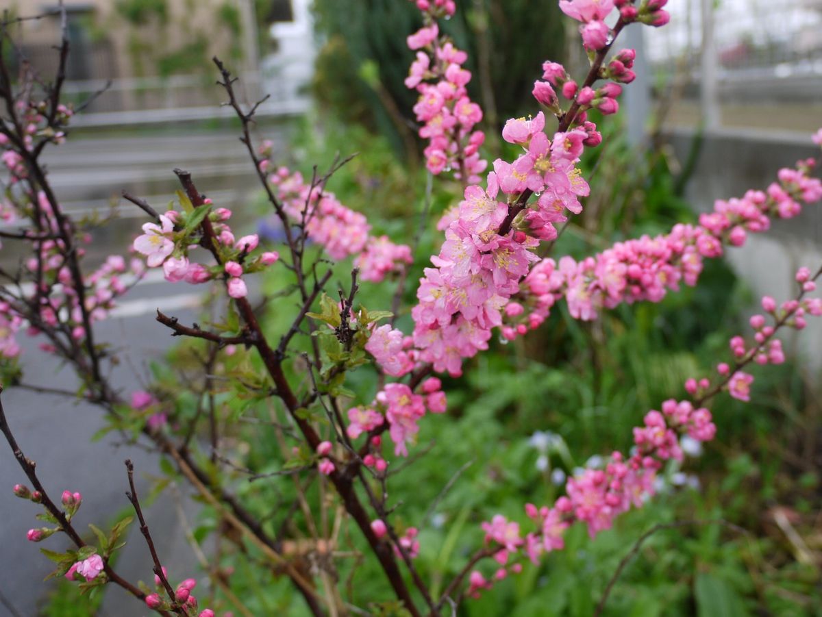 雨の朝