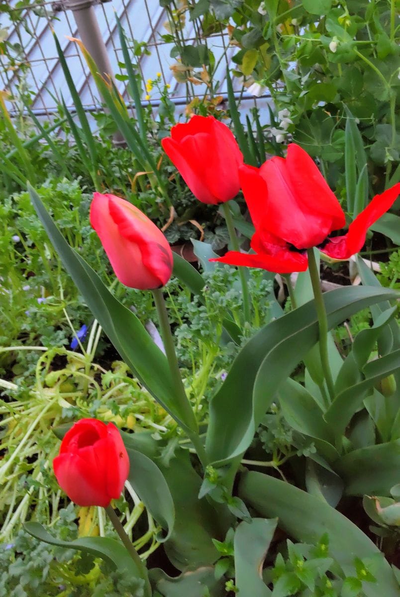 咲き始めの球根の花