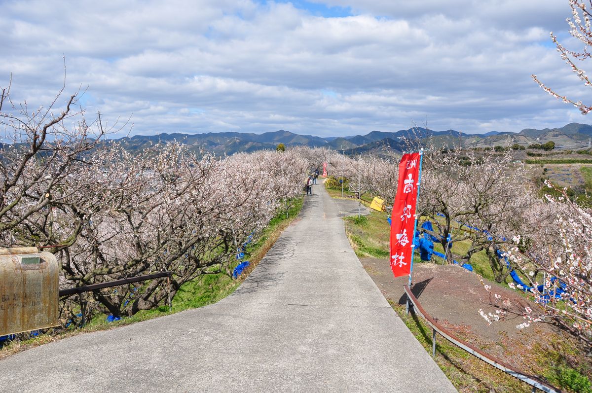 ボツ救済日記・南部梅林に行って来ました。