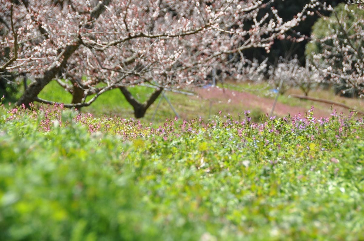 ボツ救済日記・南部梅林に行って来ました。