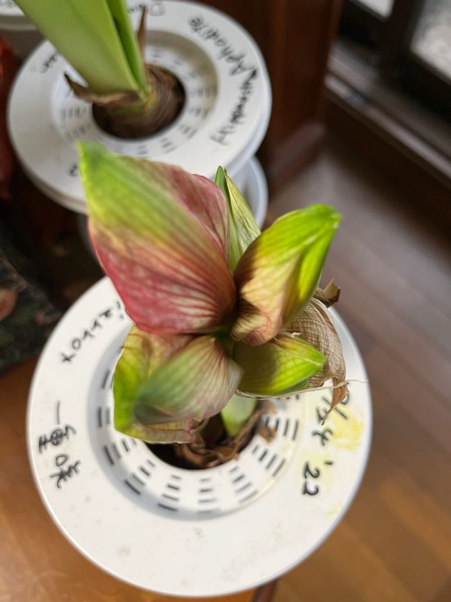 3輪開花のマグナム