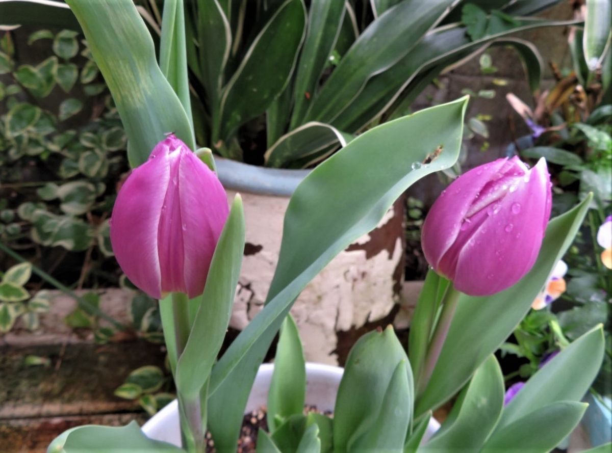 それぞれ花開くこと待つばかり