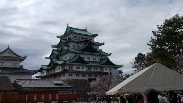 名古屋城の桜は満開🌸