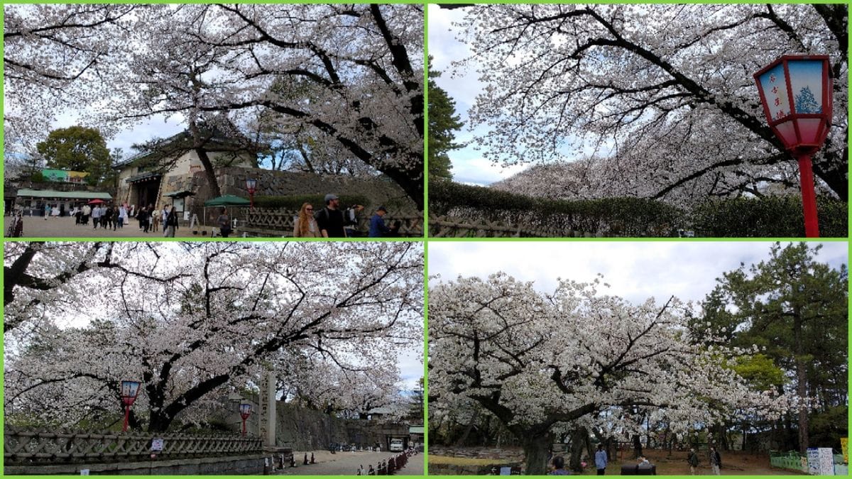 名古屋城の桜は満開🌸