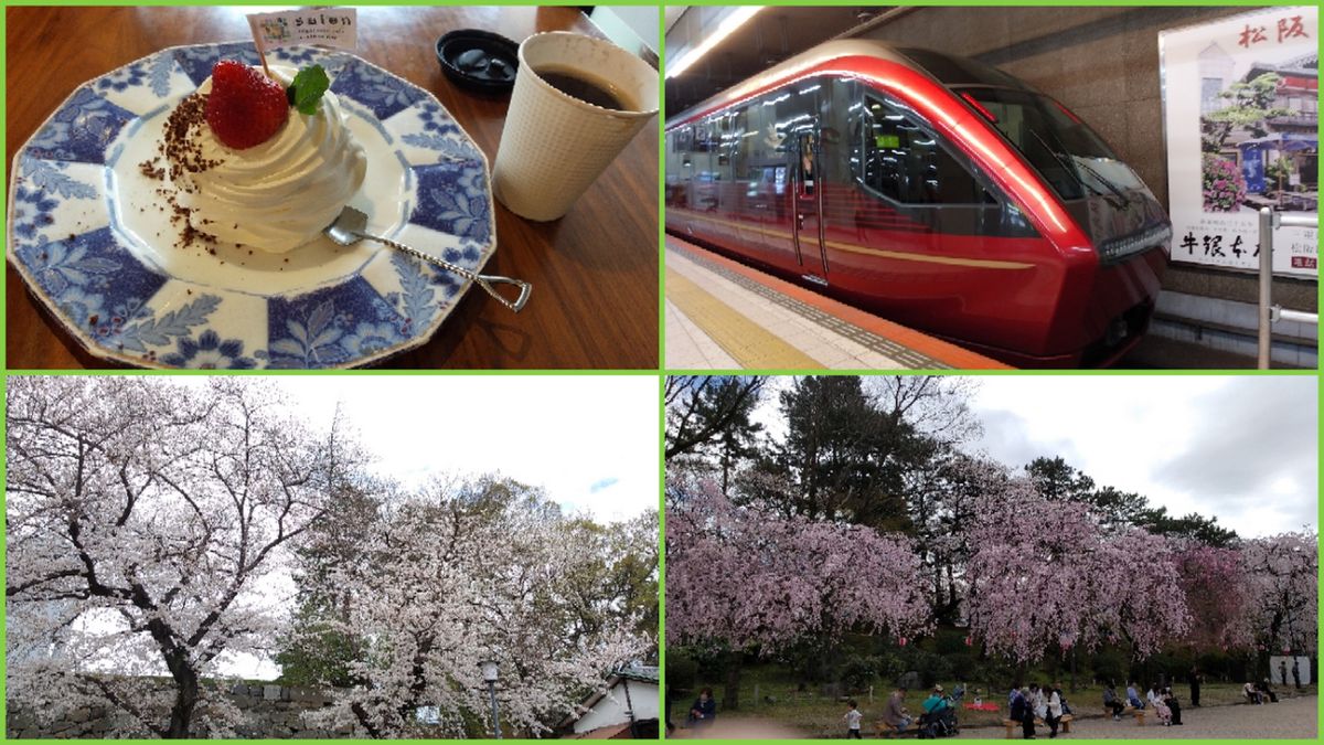 名古屋城の桜は満開🌸