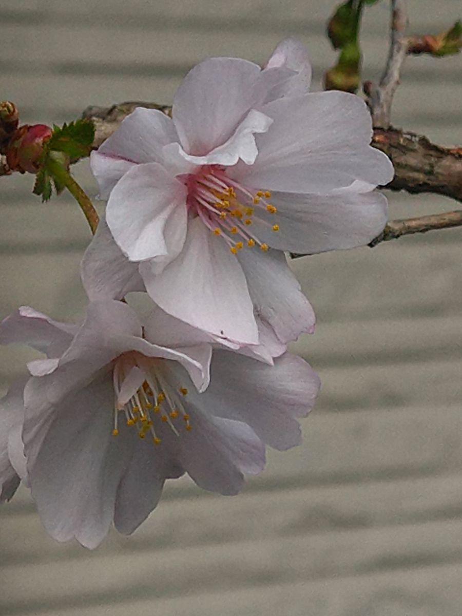 八重咲きのマメザクラと小さなさくらんぼ🍒