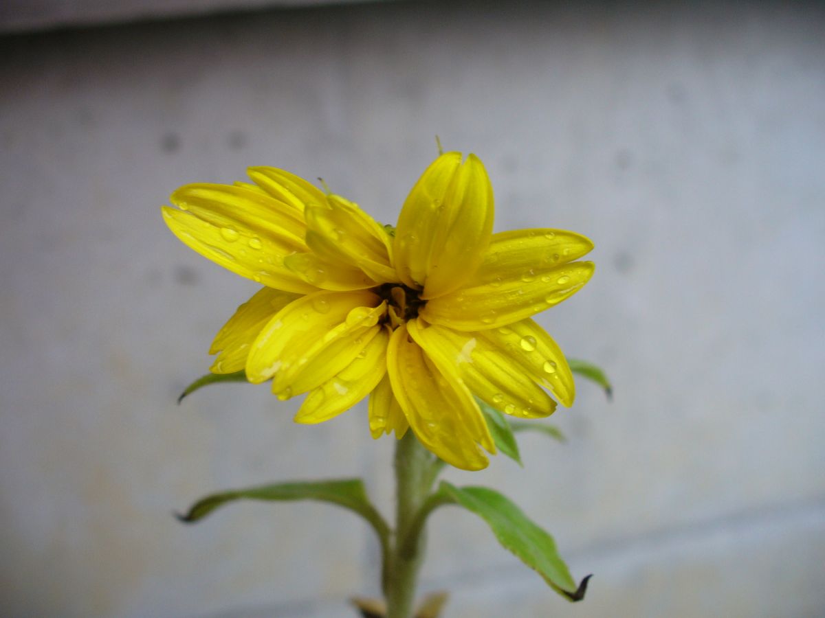 ヒマワリ★冬を越して開花っ！