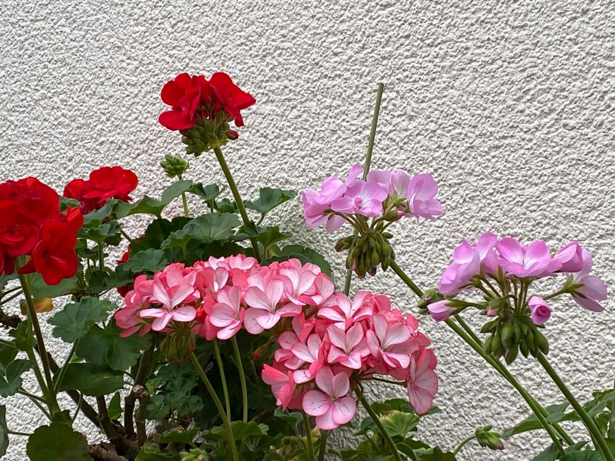 雨だけど☔️