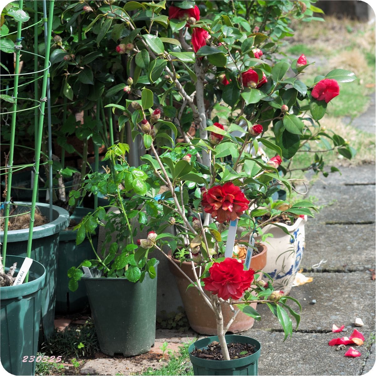 椿・山茶花の終わり