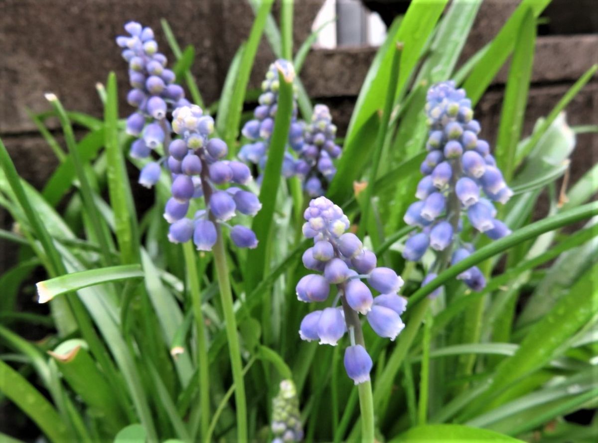 🌻今日の花たち🌻その36