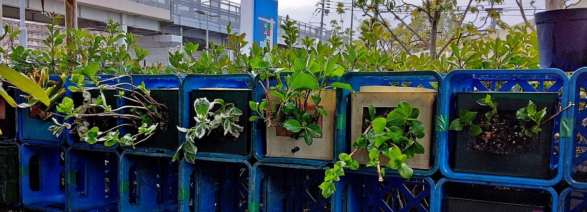 本日の作業　収納ボックコンテナ　紫陽花メンテ