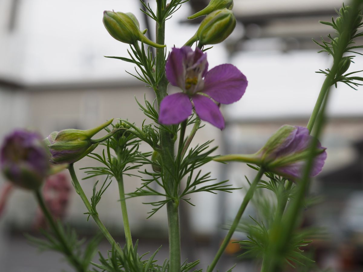 花の写真