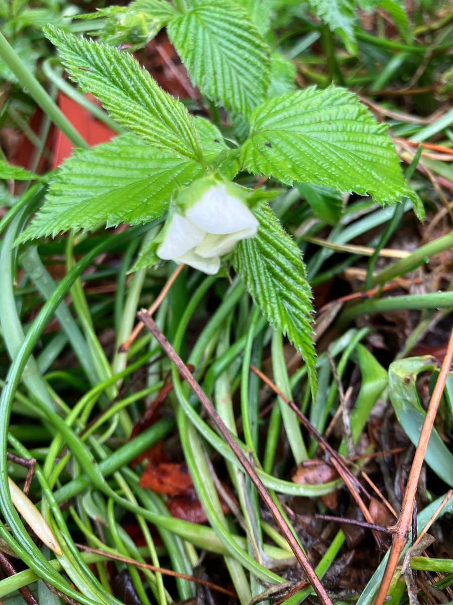 残念な雨🌸