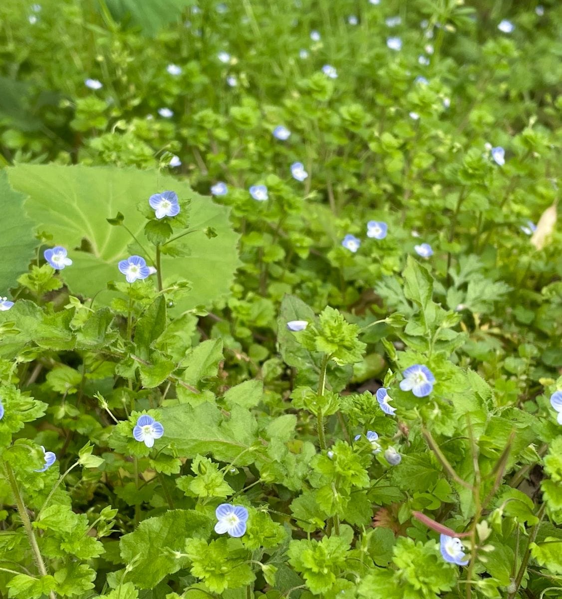 山野草