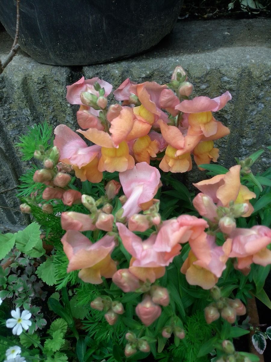 キンギョソウの花🍀