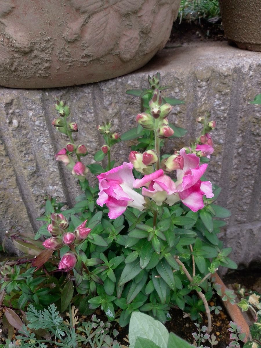 キンギョソウの花🍀