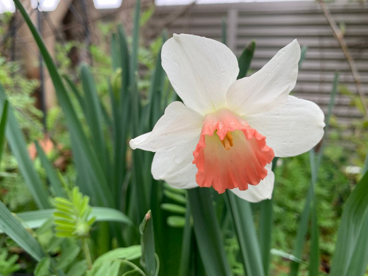 今日のお花達(^_-)-☆