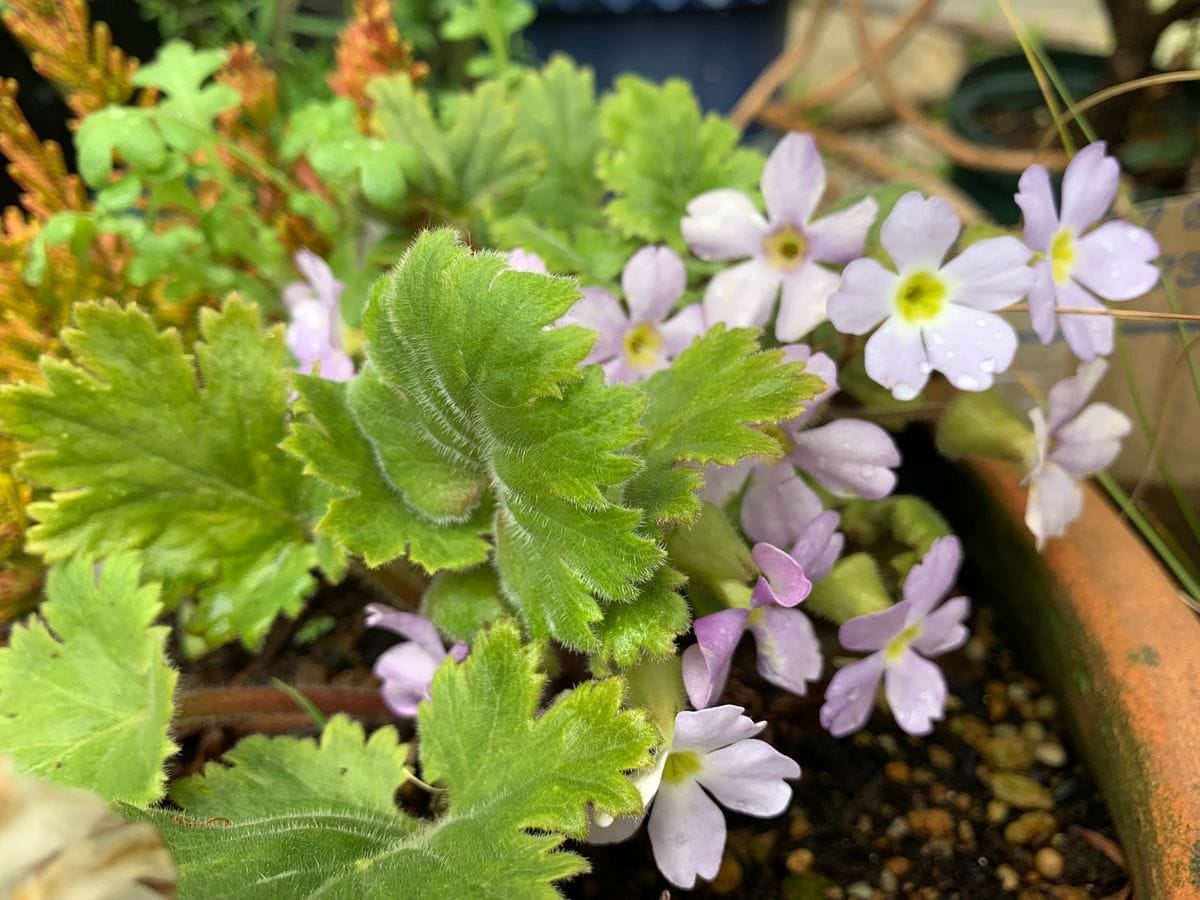 今日のお花達(^_-)-☆