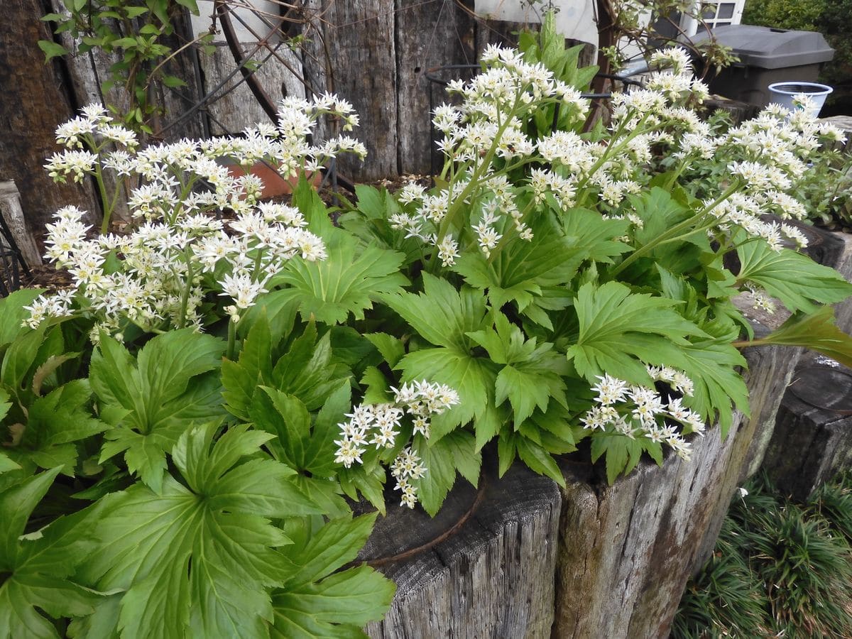 今朝の花