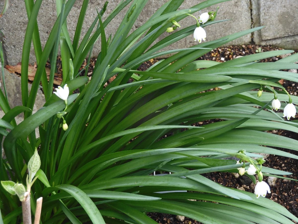 今朝の花