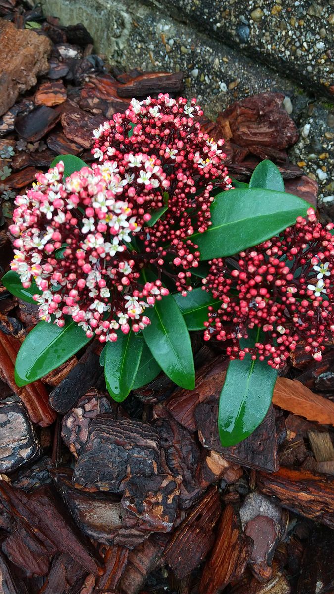 ライラックの芽吹きとスキミアの開花