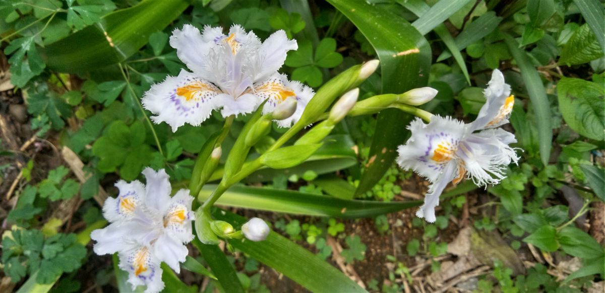 日陰の庭の花たち