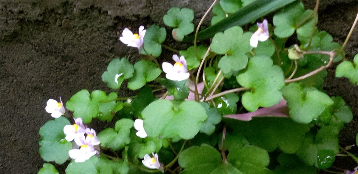 日陰の庭の花たち