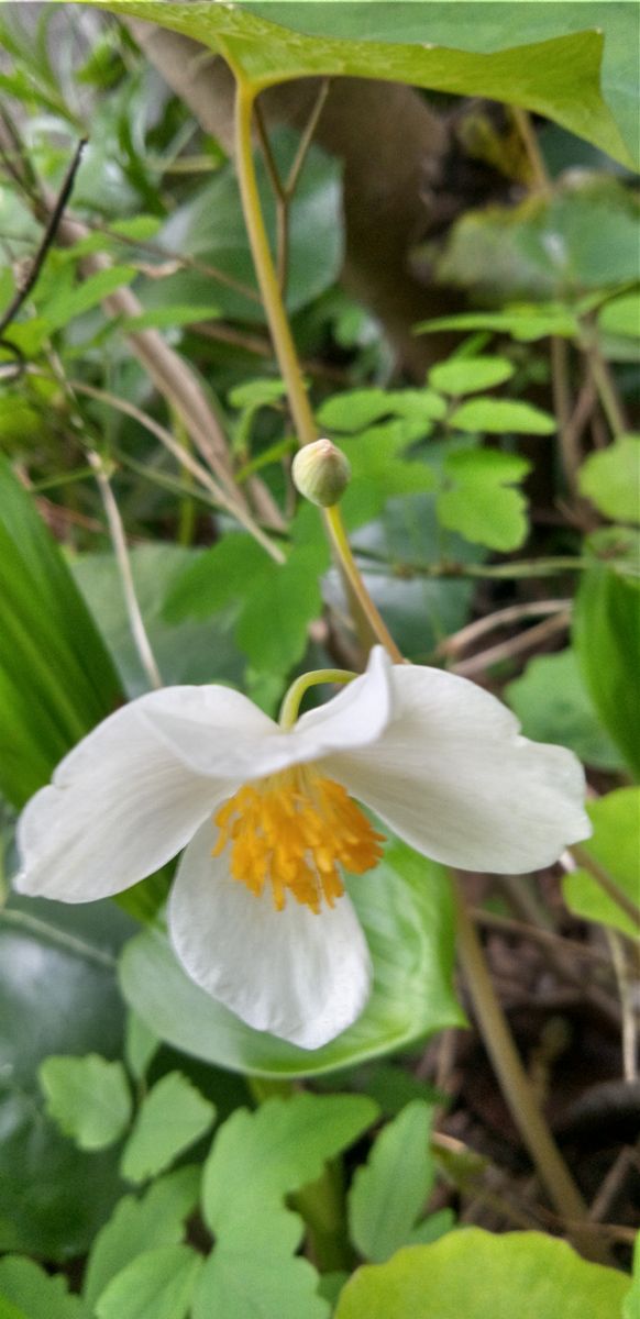 日陰の庭の花たち