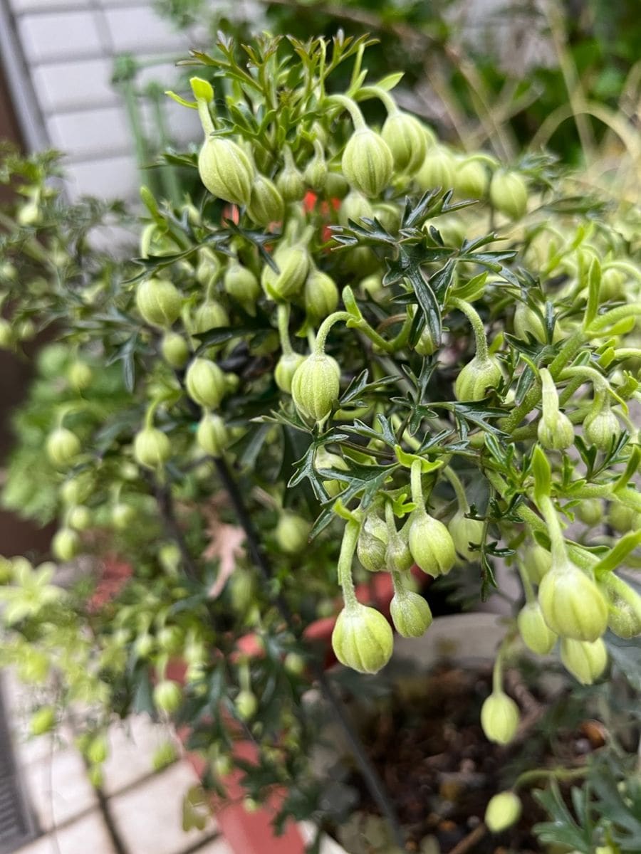 ペトリエイの開花