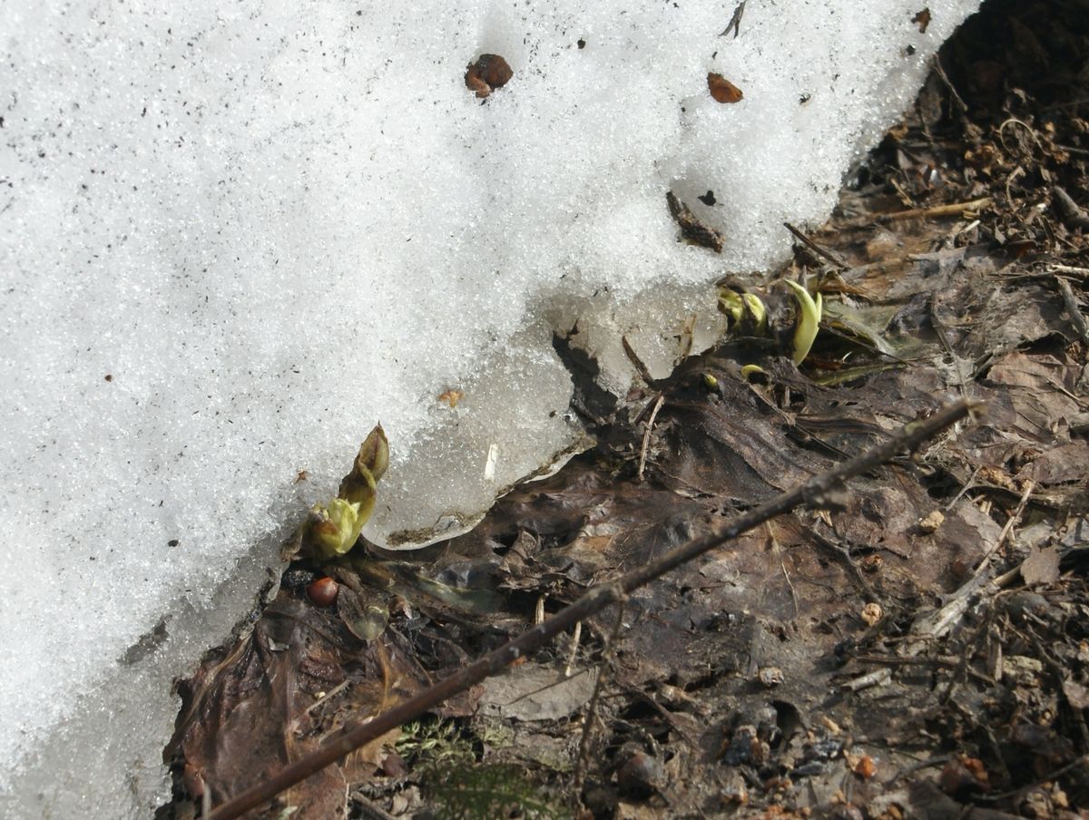 雪融けが進んでいます。20230325