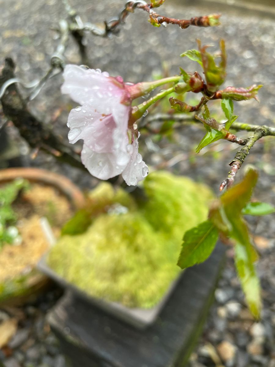 雨の日のお花見🌸