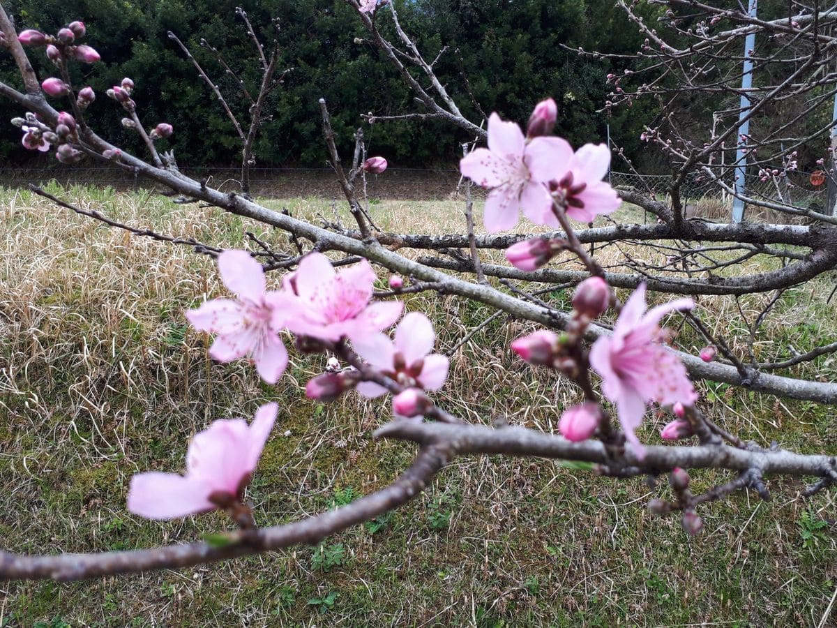 桃の花の咲く頃は接ぎ木の適期！