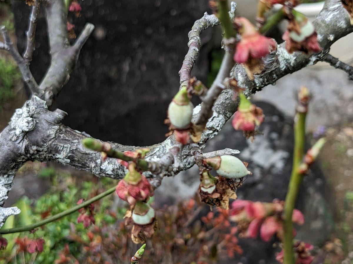 実家の庭掃除：害虫退治