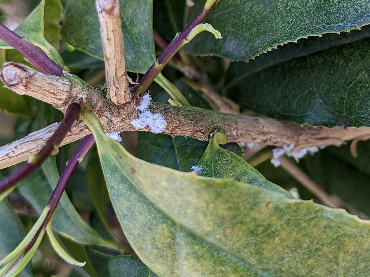 実家の庭掃除：害虫退治