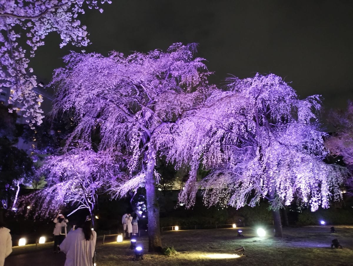 高輪グランドプリンスホテルの桜ライトアップ