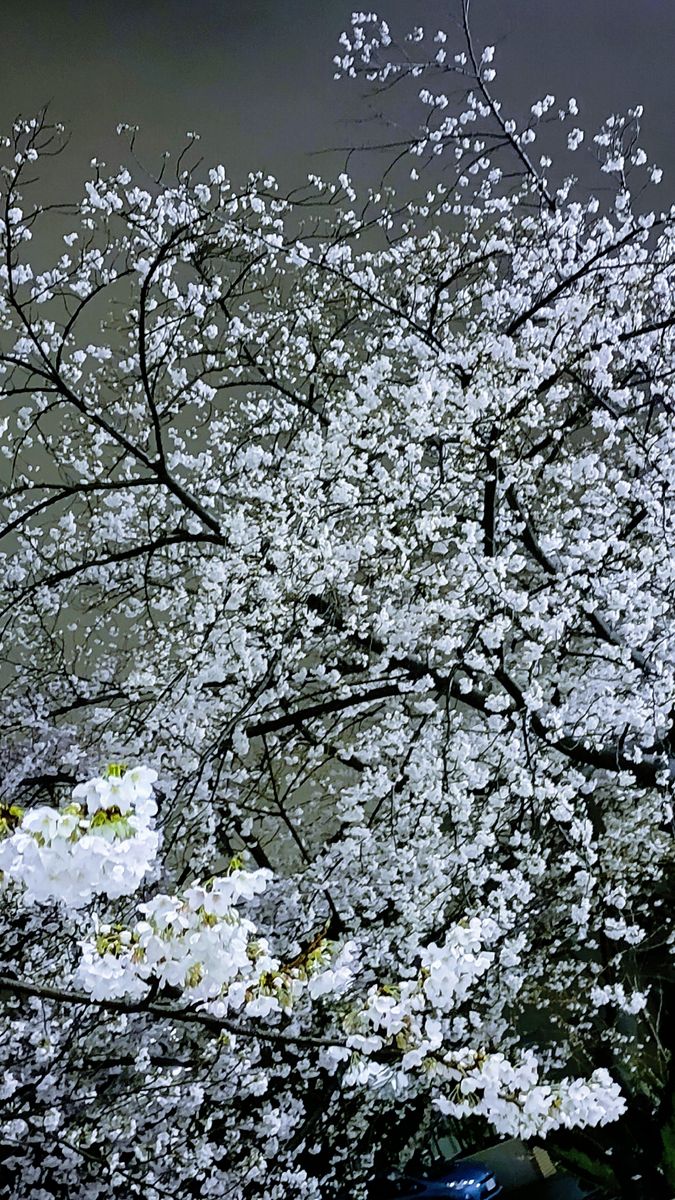 空からのお花見、いかがですか。